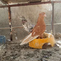 دم سفید