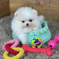 سگ مینی تیکاپ فنجونی %30 off ویژه تا اخر هفته|سگ|اصفهان, شاهد|دیوار