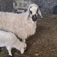 گوسفند|حیوانات مزرعه|خوسف, |دیوار