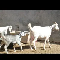 شاه بزسانن زاییده جوان3کیلوشیرچندقلوزاجنس بالایه|حیوانات مزرعه|کاشمر, |دیوار