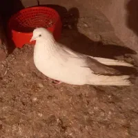 باشلی و گویوخلی