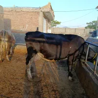 2راس گاو تک شیر