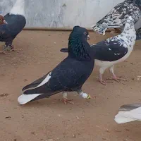 ۲ تا دم سفید|پرنده|نیشابور, مازول|دیوار