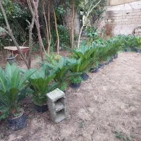 200 عددسیکاس از چهار ساله تا 25ساله تعداد بالا|گل و گیاه طبیعی|صومعه‌سرا, |دیوار