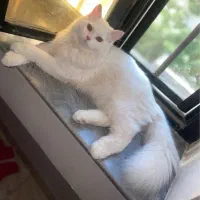 گربه پرشین|گربه|ارومیه, |دیوار