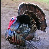 بوقلمون ماده