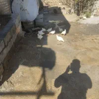 جوجه مرغ تخم گزار