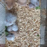 همستر خونگی فقط ۹۰ هزار تومن|موش و خرگوش|گتاب, |دیوار