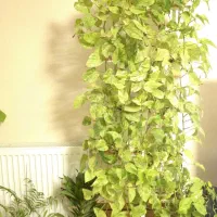 گلدان پتوس مرمری بهمراه استند فلزی چوبی