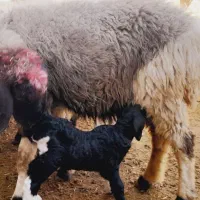 ۳راس میش به فروش می‌رسد