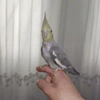 عروس هلندی|پرنده|شاهدشهر, |دیوار