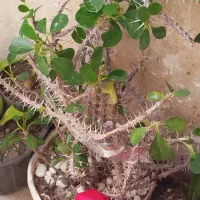 کاکتوس