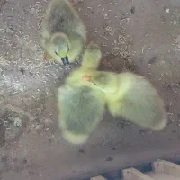 ۳ عدد جوجه غاز