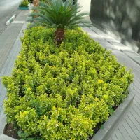 خدمات باغبانی وهرس کاری در سراسر کرج|خدمات باغبانی و درختکاری|کرج, عظیمیه|دیوار