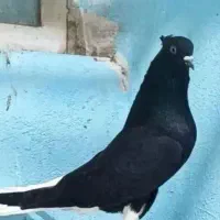 کبوتر زاغ دم سفید