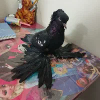 کفتر کاکلی پرپا (زینتی)|پرنده|تهران, جیحون|دیوار