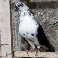 کبوتر گم شده