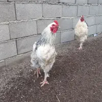 تعدادی خروس برهما ومحلی