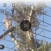 هرس کردن باغ رایگان وخریدن چوب وتنه|خدمات باغبانی و درختکاری|ملارد, |دیوار