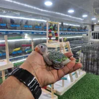 طوطی ملنگو سرلاکی