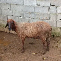 یک راس گوسفند جوان ۱۴ میلیون
