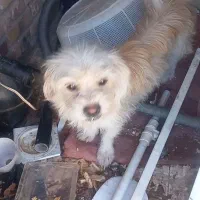 سگ پا کوتاه|سگ|رفسنجان, |دیوار