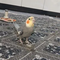 عروس هلندی نر ۱ ساله ب همراه قفس