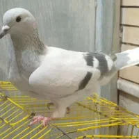 دم سفید سبزکلاغ دمسفید|پرنده|کرمان, |دیوار