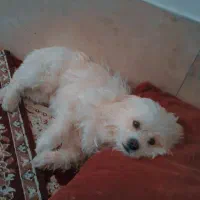 سگ ماده شیتزو|سگ|تربت جام, شهرک آزادگان|دیوار