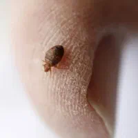 سم‌پاشی ساس صددرصد ریشه کنی فقط با یکبار