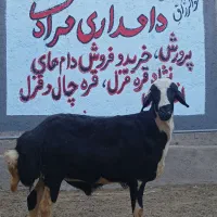 قوچ  قره قزل لخت دو دندان  کله سفید