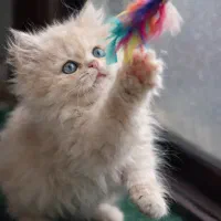 بریتیش اسکاتیش