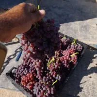 نهال رو از منه تولید کننده بخر نه واسطه|گل و گیاه طبیعی|تبریز, |دیوار