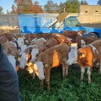 مرکز پخش سیمینتال