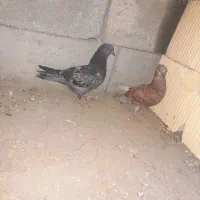 یک جفت جوجه کبوتر پرشی
