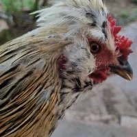 مرغ و خروس
