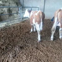 گوساله سیمینتال نر اصیل