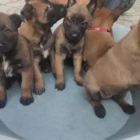 سگ مالی نیوز بلژیکی (سگ گارد) محافظ و نگهبان|سگ|تهران, لاله زار|دیوار