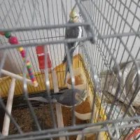 2عددعروس هلندی نر