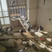 فروش کبوتر پاکستانی