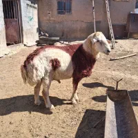 قوچ مغانی درجه یک