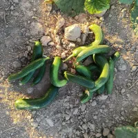 خیار|خوردنی و آشامیدنی|قوچان, |دیوار