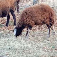 یک عدد بره گیج چاق خوب