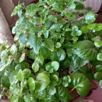 گلهای زیبا وشمعدانی چهار  نوع گل میده هر ک ۳۰۰|گل و گیاه طبیعی|خوی, |دیوار