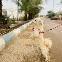 سگ خانگی اهلی....