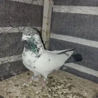 پرشی|پرنده|کمیجان, |دیوار