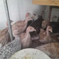 جوجه بوقلمون 100 روزه برنز و بوربون