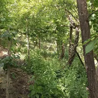 اجاره باغ ویلای کوهستانی در دل طبیعت دولت‌آباد|اجارهٔ کوتاه‌مدت ویلا و باغ|مشهد, شهرک رازی|دیوار