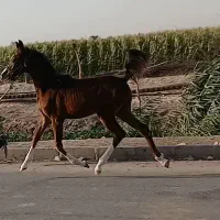 اسبی