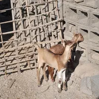 کهر شیرخوار میجاک|حیوانات مزرعه|بندرعباس, |دیوار